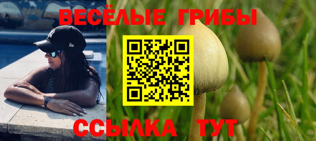 Галлюциногенные грибы Psilocybe Зерноград